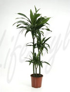 Dracaena janet craig 3 stammen 140 cm. (kamerplant)  homemeetsnature