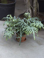 Foto van Phlebodium bleu star 50 cm. (kamerplant) via homemeetsnature