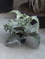 Foto van Kalanchoe beharensis 55 cm. (kamerplant) via homemeetsnature