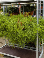 Foto van Rhipsalis heteroclada hangplant 60 cm. (kamerplant) via homemeetsnature