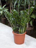 Foto van Zamioculcas zamiifolia 100 cm. (kamerplant) via homemeetsnature