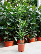 Dracaena cintho 3 stammen 150 cm. (kamerplant)  homemeetsnature