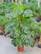 Foto van Philodendron pertusem mosstok 120 cm. (kamerplant) via homemeetsnature