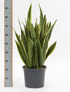 Foto van Sansevieria laurentii 80 cm. (kamerplant) via homemeetsnature
