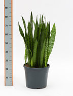 Foto van Sansevieria zeylanica 90 cm. (kamerplant) via homemeetsnature