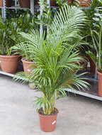 Foto van Areca (chrysalidoc.) lutescens 135 cm. (kamerplant) via homemeetsnature