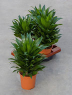 Foto van Dracaena compacta (2 stuks) 2 stammen 55 cm. (kamerplant) via homemeetsnature