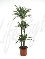Dracaena deremensis 3 stammen 150 cm. (kamerplant)  homemeetsnature