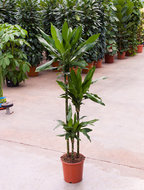 Foto van Dracaena janet lind 3 stammen 150 cm. (kamerplant) via homemeetsnature