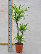 Foto van Dracaena lemon lime 3 stammen 115 cm. (kamerplant) via homemeetsnature