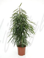 Foto van Ficus alii 135 cm. (kamerplant) via homemeetsnature