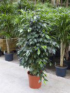 Foto van Ficus danielle 140 cm. (kamerplant) via homemeetsnature