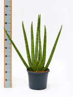 Sansevieria cylindrica 95 cm. (kamerplant)  homemeetsnature