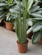Foto van Sansevieria cylindrica spaghetti 70 cm. (kamerplant) via homemeetsnature