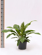 Foto van Anthurium jungle bush 60 cm. (kamerplant) via homemeetsnature