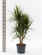 Dracaena marginata vertakt 120 cm. (kamerplant)  homemeetsnature
