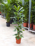 Foto van Ficus cyathistipula 140 cm. (kamerplant) via homemeetsnature