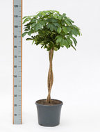 Schefflera arboricola op gevlochten stam 125 cm. (kamerplant)  homemeetsnature