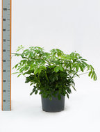 Foto van Schefflera arboricola 60 cm. (kamerplant) via homemeetsnature