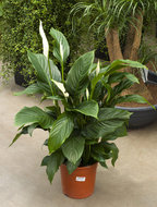 Foto van Spathiphyllum silvana 95 cm. (kamerplant) via homemeetsnature