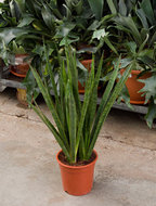Foto van Sansevieria kirki 55 cm. (kamerplant) via homemeetsnature