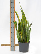 Foto van Sansevieria laurentii 85 cm. (kamerplant) via homemeetsnature