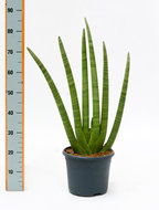 Sansevieria cylindrica 85 cm. (kamerplant)  homemeetsnature