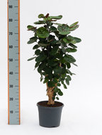 Foto van Aralia (polyscias) fabian vertakt 90 cm. (kamerplant) via homemeetsnature