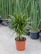 Dracaena marginata vertakt 80 cm. (kamerplant)  homemeetsnature