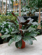Philodendron imperial red 70 cm. (kamerplant)  homemeetsnature