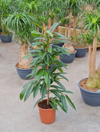Foto van Ficus amstel king 105 cm. (kamerplant) via homemeetsnature