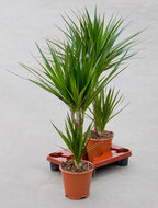Dracaena marginata (2 stuks) 2 stammen 80 cm. (kamerplant)  homemeetsnature