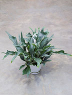 Foto van Platycerium bifurcatum 50 cm. (kamerplant) via homemeetsnature