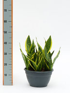 Foto van Sansevieria superba 40 cm. (kamerplant) via homemeetsnature