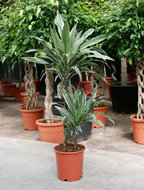 Foto van Dracaena deremensis 2 stammen 90 cm. (kamerplant) via homemeetsnature