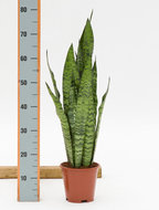 Foto van Sansevieria zeylanica 70 cm. (kamerplant) via homemeetsnature