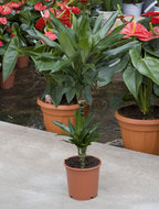 Dracaena janet lind 2 stammen 100 cm. (kamerplant)  homemeetsnature
