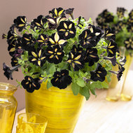 Foto van Petunia geel - zwart via homemeetsnature