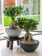 Foto van Ficus ginseng bonsai in luxe fiona bowl pot via homemeetsnature