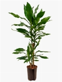 Dracaena fragrans 45-20 90 cm  burobloemen