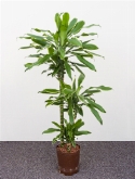Dracaena goldream 60-³0-15 120 cm  burobloemen