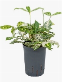 Dracaena godseffiana 40 cm  burobloemen