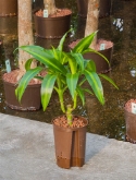 Dracaena hawaiian sunshine 15 50 cm  burobloemen
