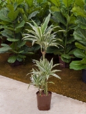 Dracaena white stripe 60-³0-15 110 cm  burobloemen