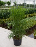 Foto van Euphorbia tirucalli ³pp 240 cm via burobloemen