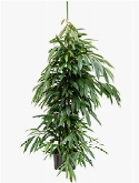 Foto van Ficus amstel king 2pp 230 cm via burobloemen