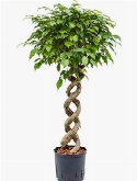 Ficus benjamina spiraal dubbel 120 cm  burobloemen