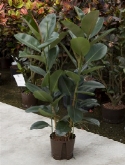 Foto van Ficus elastica robusta 2pp 120 cm via burobloemen