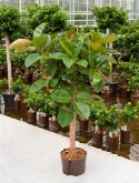 Foto van Ficus elastica robusta stam 140 cm via burobloemen
