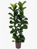 Foto van Ficus lyrata bambino 2pp 100 cm via burobloemen